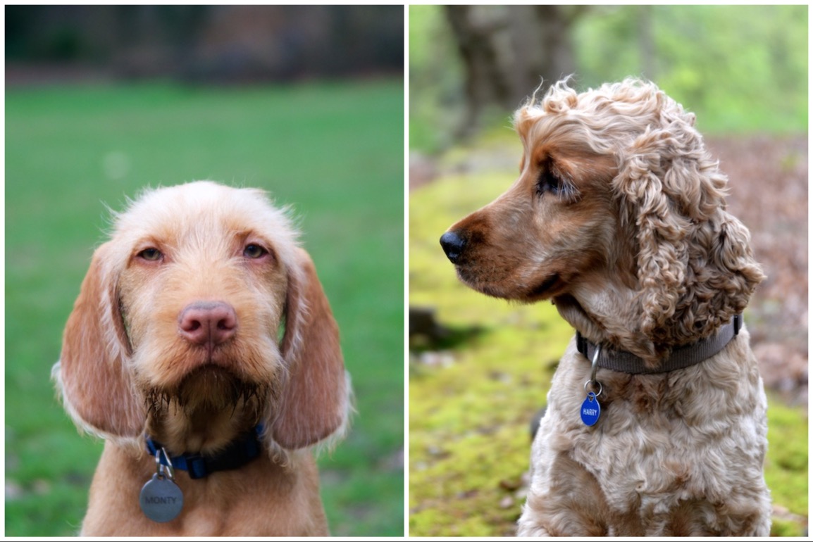 Dog portraits